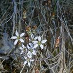 Jepsonia parryi Flor