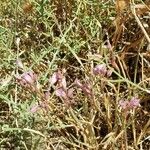 Allium parciflorum Flor