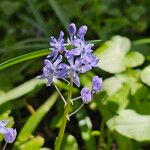 Hyacinthoides italica Flor