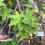 Malva acerifolia Leaf