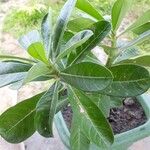 Adenium obesumFoglia