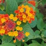 Lantana aculeataFlower