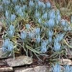 Senecio serpens Blad