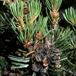 Pinus edulis Fruto