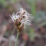 Carex divisa Fiore