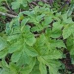 Heracleum sphondylium Листок