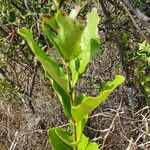 Euclea divinorum Leaf