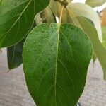 Populus balsamifera Yaprak