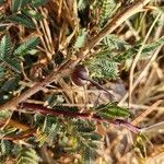 Vachellia drepanolobium Fulla