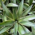 Agave demeesterianaFuelha