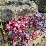 Sedum andegavense Flower