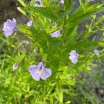 Mimulus ringens Žiedas