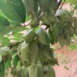 Staphylea pinnata Fruit