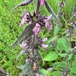 Stachys alpina Květ