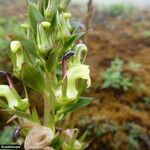 Lobelia stricta Çiçek