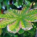 Cecropia schreberiana Hoja