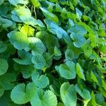 Centella asiatica ഇല