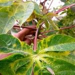 Manihot aesculifolia Frunză