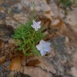 Dianthus gyspergerae Hábito