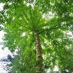 Betula maximowicziana 形態