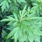 Artemisia princeps List