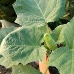 Datura discolor Leaf