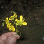 Cassia spruceana Flower