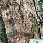 Taxus baccata Corteza