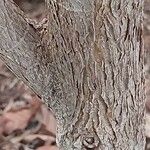 Ficus tequendamae Bark