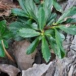 Chimaphila umbellata Hoja