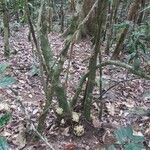 Oxera subverticillata Hábito