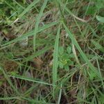 Trifolium angustifolium Likasa