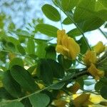 Caragana arborescens 花