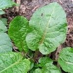 Rumex obtusifoliusBlad