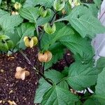 Nicandra physalodes Fruchs