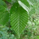 Carpinus betulusFrunză