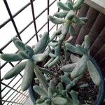 Sedum pachyphyllum Leht