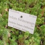 Petrosedum forsterianum Other