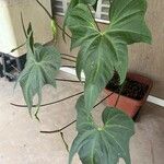 Anthurium pedatoradiatum Hostoa