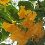 Platypodium elegans Flower