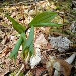 Epipactis helleborineЛисток