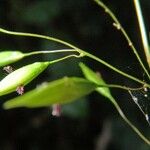 Homolepis aturensis Fruit