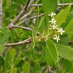 Lumnitzera racemosa 整株植物