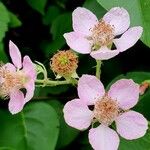 Rubus armeniacus Floare