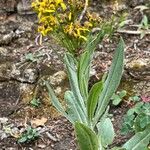 Senecio atratus Habit