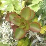 Sedum spurium 形態