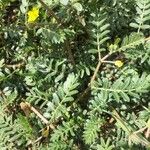 Tribulus terrestris Blatt