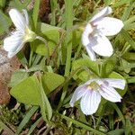 Oxalis montana Blüte
