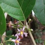 Lycianthes synanthera Fleur