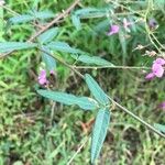 Desmodium paniculatum Leaf